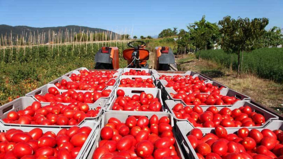 Conserve di pomodoro, Italia prima al mondo per export torna seconda per produzione