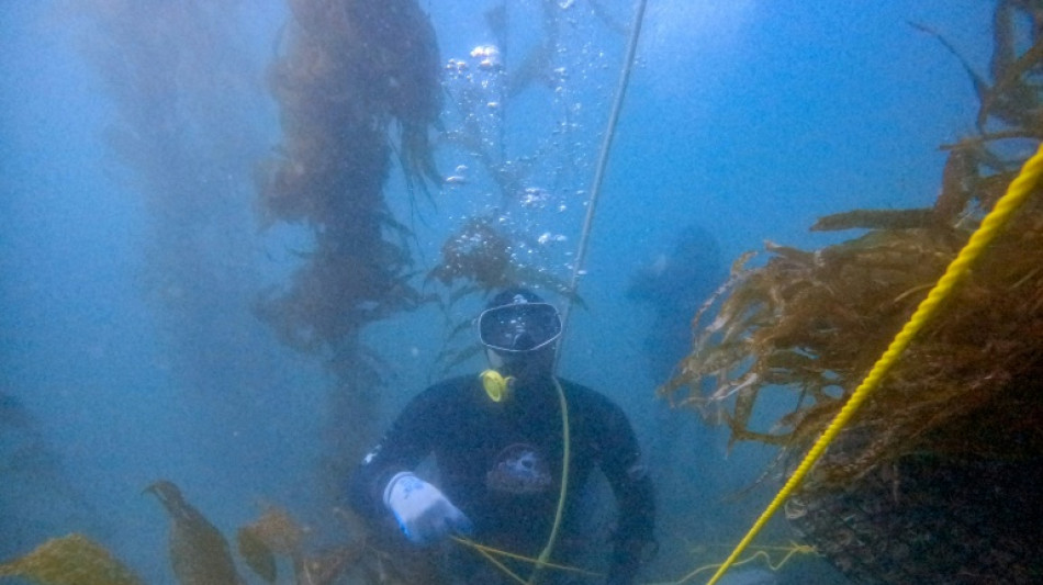 M&eacute;xico protege bosque submarino amenazado por El Ni&ntilde;o