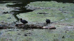 Siccit&agrave; del distretto Po, autobotti per acqua potabile in diversi Comuni