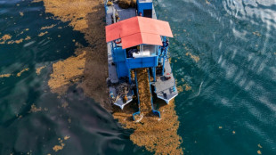 Playas vac&iacute;as y "olor insoportable": M&eacute;xico libra una dura batalla contra el sargazo