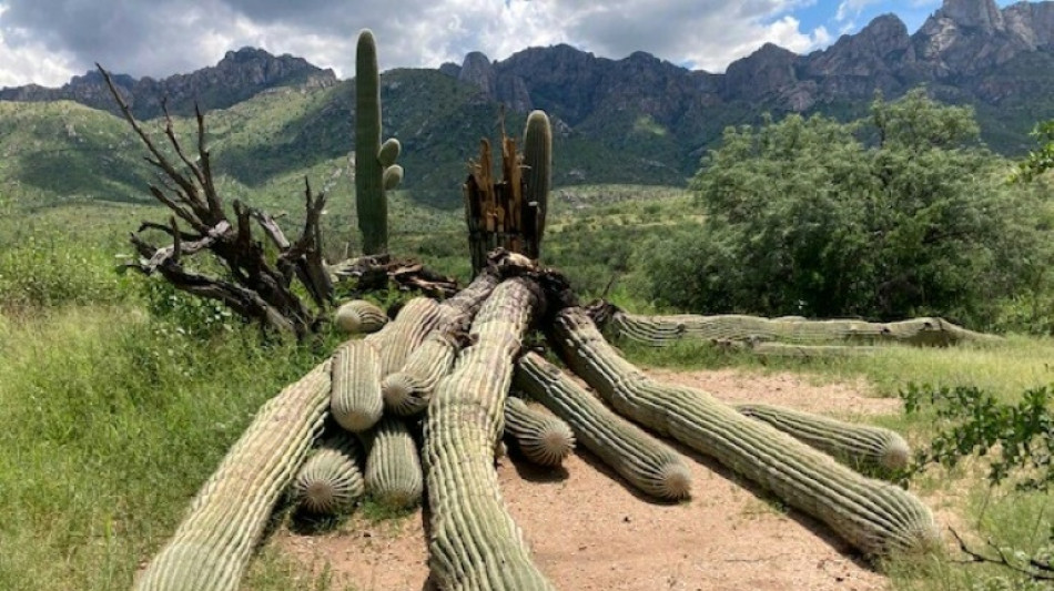 Fuertes lluvias derriban un cactus gigante de 200 a&ntilde;os en Arizona