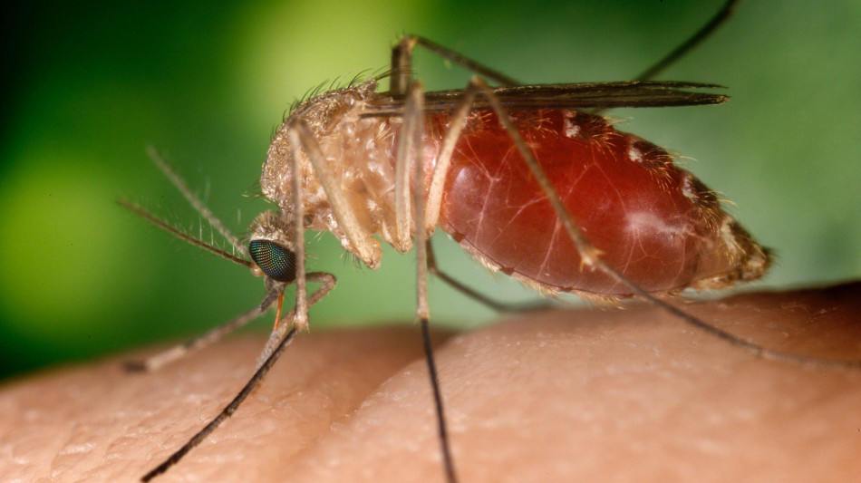 Sesta vittima per West Nile nel Lazio, donna di 83 anni