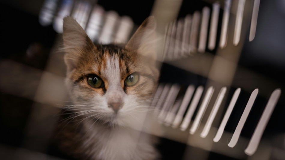 A Beyrouth, des b&eacute;n&eacute;voles risquent leur vie pour sauver les animaux sous les bombardements 