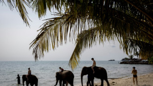 Un cuidador tailand&eacute;s es acusado de negligencia tras muerte de turista espa&ntilde;ola por un elefante