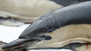 Protection des dauphins: les dérogations à la fermeture hivernale de la pêche jugées "trop importantes"