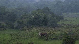 Casi 3.000 bovinos de Uruguay desembarcan en Libia tras el rechazo de Turqu&iacute;a