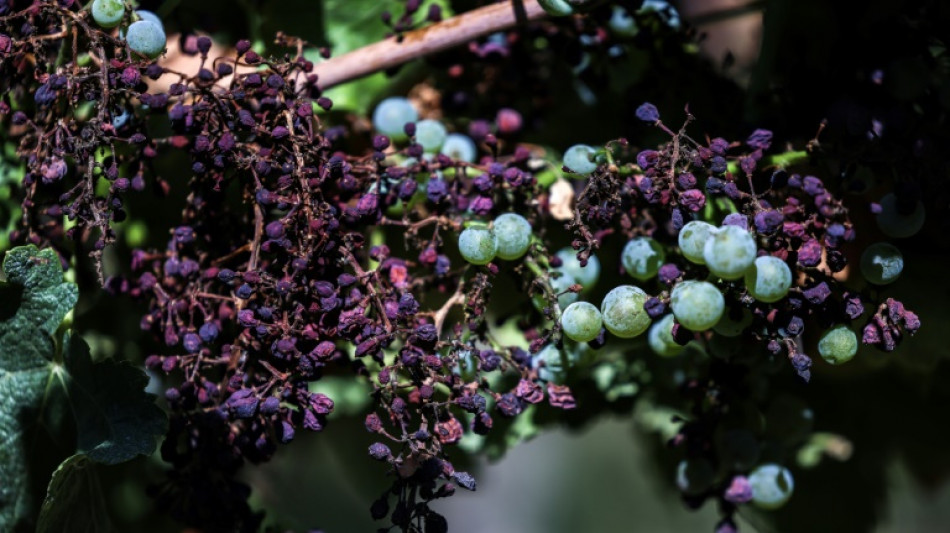 Entre gel, mildiou ou s&eacute;cheresses, la production mondiale de vin au plus bas depuis 1961