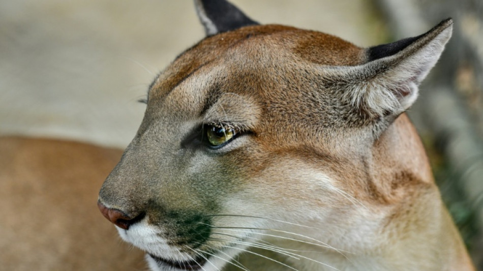 M&ouml;gliche Raubkatze nahe M&uuml;nchen: Suche nach Puma zun&auml;chst ergebnislos