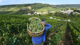 Vin: une &eacute;tude sur sept si&egrave;cles montre les ravages du d&eacute;r&egrave;glement climatique