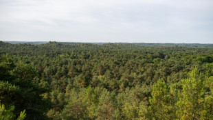 Canicule: quand les arbres arr&ecirc;tent de transpirer