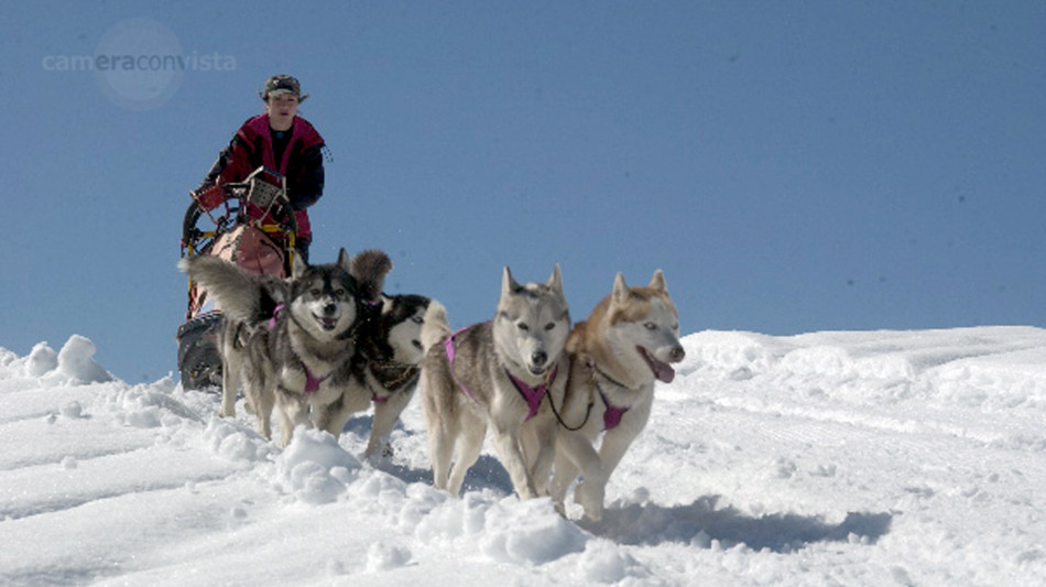 I cani da slitta hanno sviluppato zampe pi&ugrave; corte per trainare meglio