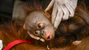 Indon&eacute;sie : six orangs-outans secourus au milieu des incendies en une semaine