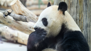 Arriv&eacute;e aux Etats-Unis de deux pandas g&eacute;ants envoy&eacute;s par la Chine