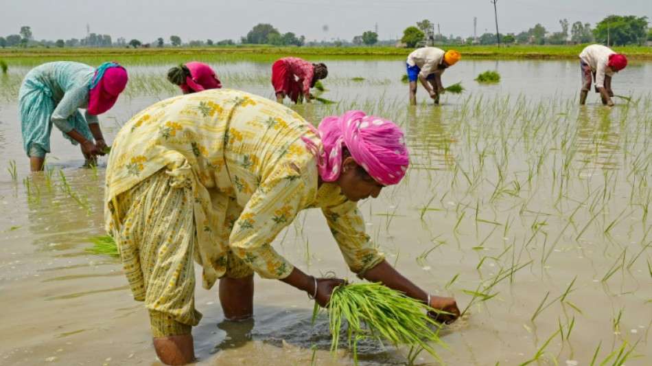 Indien verh&auml;ngt Exportverbot f&uuml;r wei&szlig;en Reis