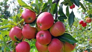 Schlechteste Apfelernte seit sieben Jahren erwartet - Preise dürften steigen