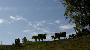 Dermatose: la France suspend pour 15 jours ses exportations de bovins, la FNSEA vent debout