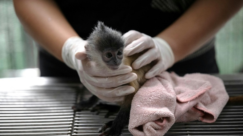 Online and undercover: saving trafficked wildlife in Thailand