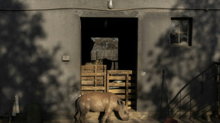 Rhino orphans get new South African home