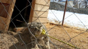Afghanistan: un rare sp&eacute;cimen de panth&egrave;re des neiges captur&eacute; et bient&ocirc;t rel&acirc;ch&eacute;