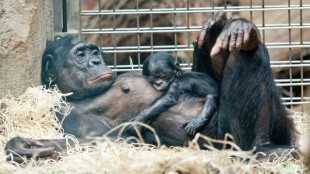 L'union fait la force des femelles bonobos